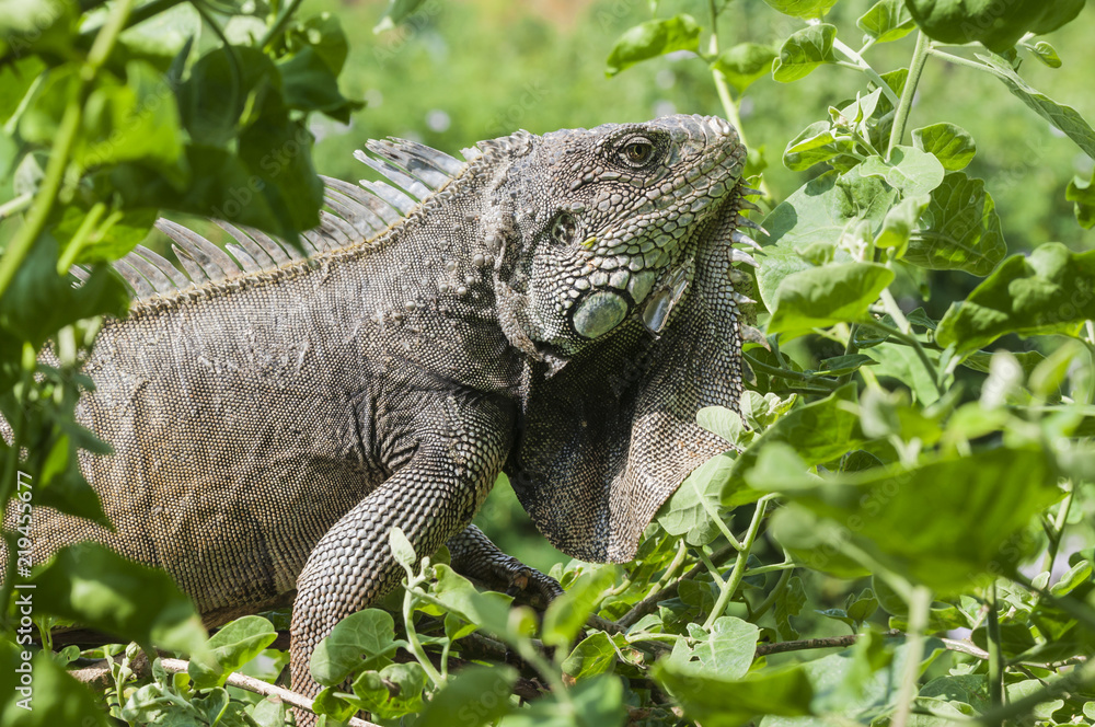 Iguana, Iguanidae / Iguana in green leaves roof, South America, Ecuador. Iguana, Iguanidae / Iguana in green leaves roof, South America, Ecuador.