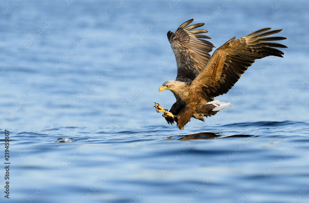 Norwegian white tailed eagle (Haliaeetus albicilla) in Flatanger, Norway
