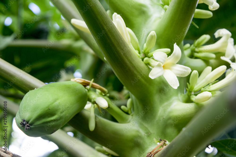 Obraz premium close up papaya flower