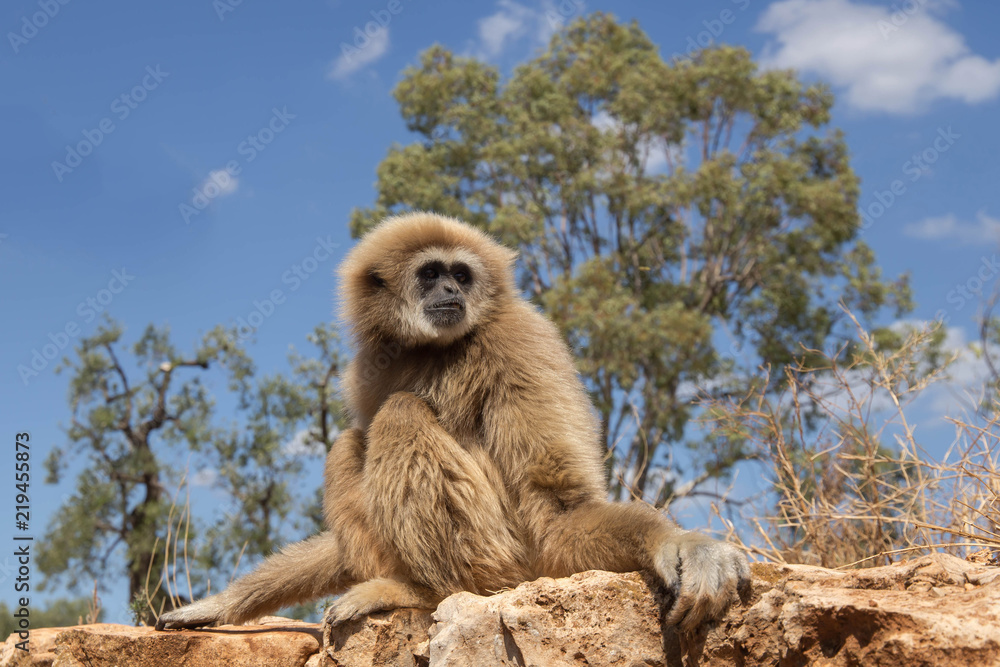 Obraz premium Scimmia su un masso