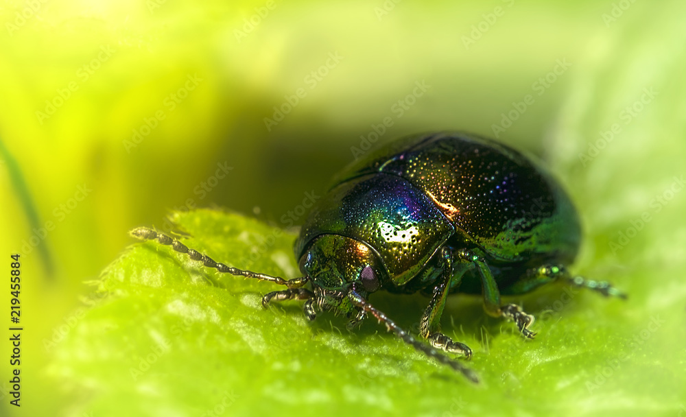 bug 4 bug 4
