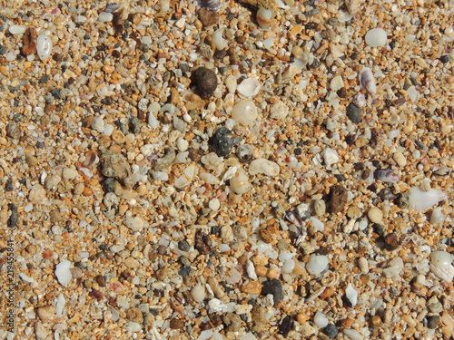Shell on the beach, Island of Kauai