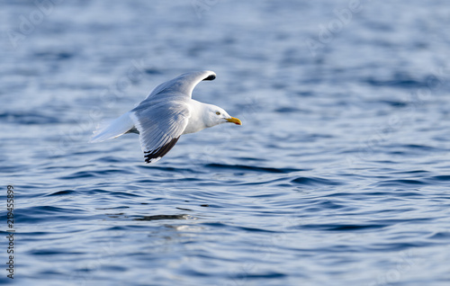 Seagull (Laridae coast) on Norwegian coast