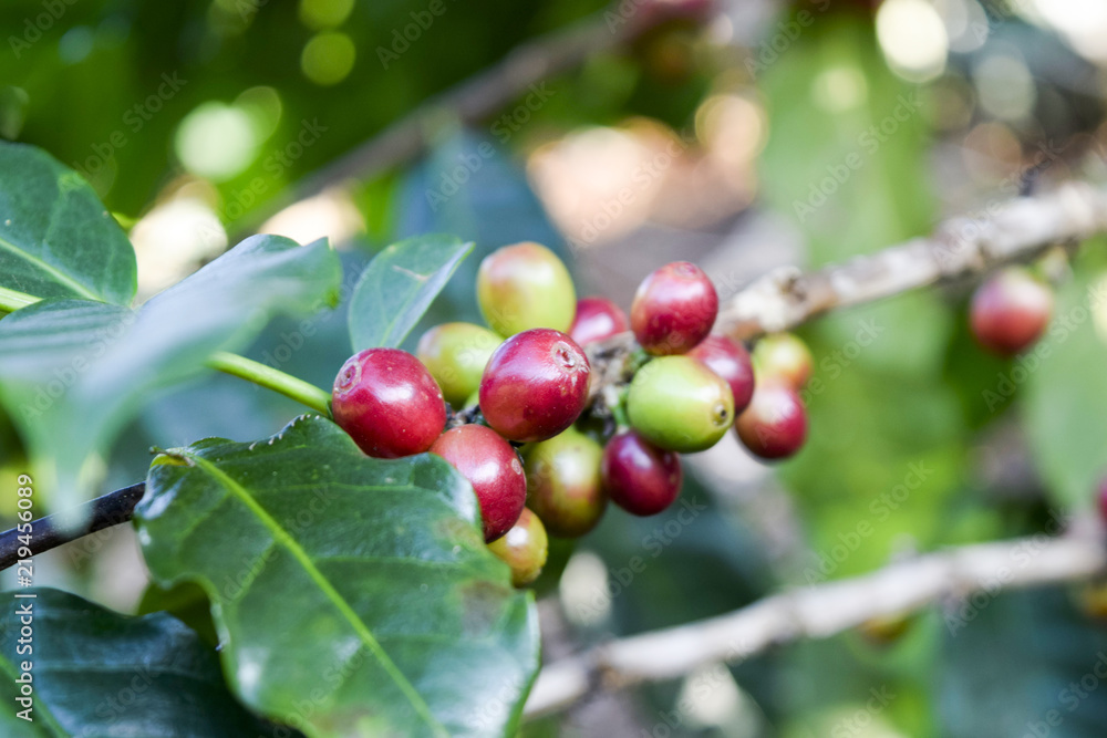 Close up of Red coffee beans on a branch of coffee tree ,Coffee plantation in Chiang rai, Thailand Close up of Red coffee beans on a branch of coffee tree ,Coffee plantation in Chiang rai, Thailand