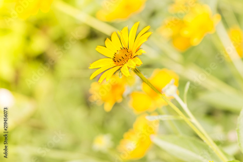 yellow daisy