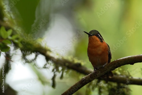 Purple-throated Mountaingem Lampornis calolaemus sitting on flower, bird from mountain tropical forest, Waterfalls garden, Costa Rica, bird perching on flower, enough space in background, tiny bird