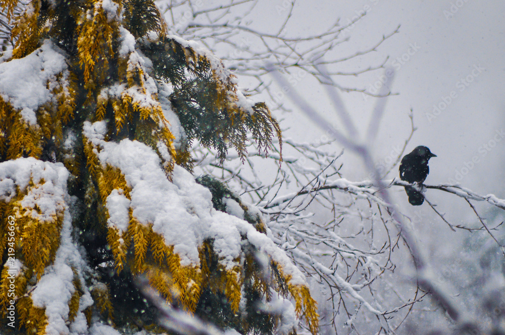 Crow standing over horizantal tree branch Crow standing over horizantal tree branch