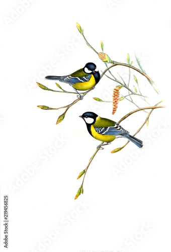 Photography Illustration of bird