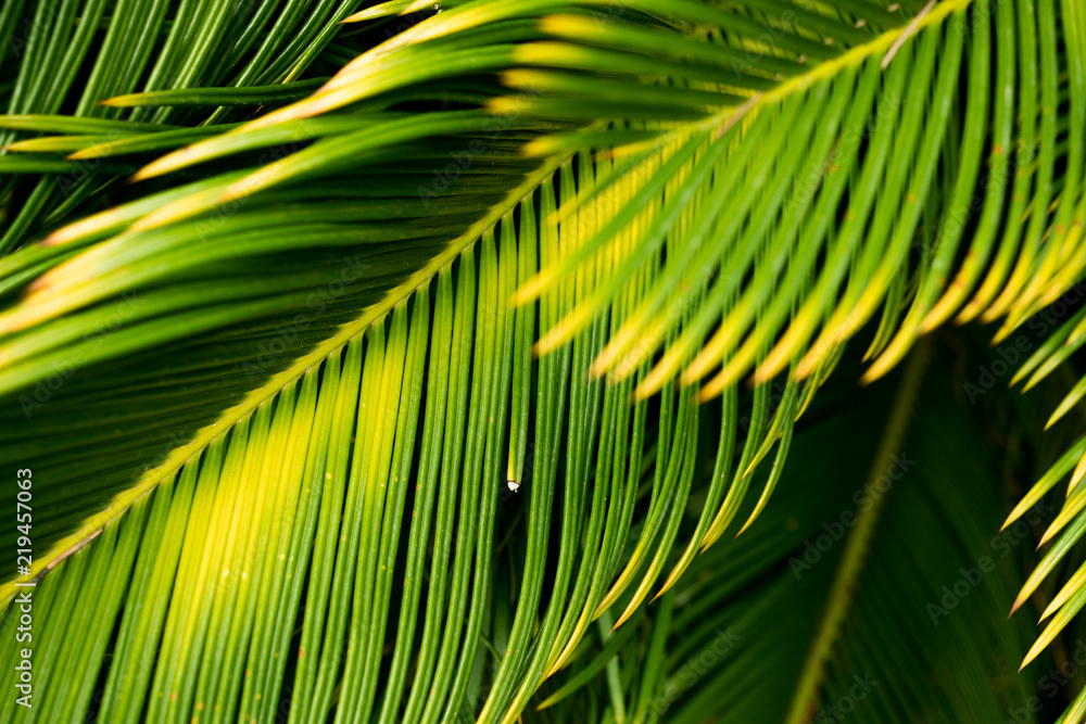 Fototapeta premium Green vegetation for background