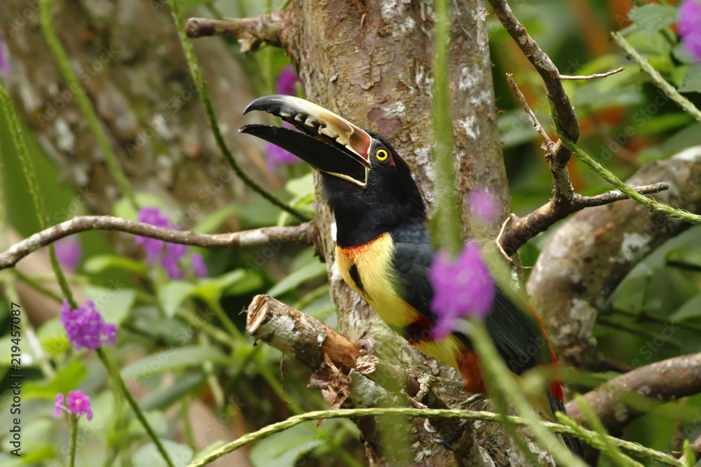 Fototapeta premium Collared Aracari - Pteroglossus torquatus sitting on tree in tropical mountain rain forest in Costa Rica, big toucan with colorful and long beak, violet flowers, wildlife scene from nature