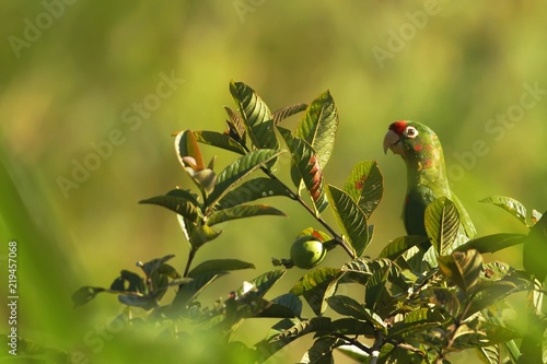 Crimson-fronted Parakeet - Aratinga finschi sitting on tree in tropical mountain rain forest in Costa Rica, big green parrot with red forehead, wildlife scene from nature photo