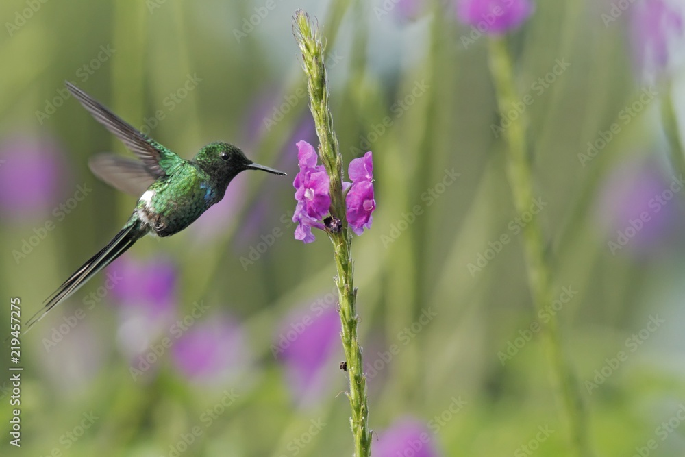 Obraz premium Green Thorntail, hovering next to violet flower in garden, bird from mountain tropical forest, Costa Rica, natural habitat, beautiful hummingbird, wildlife, nature, flying gem, clear background