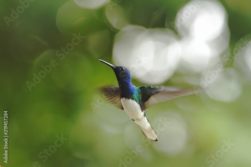 White-necked Jacobin, Florisuga mellivora, hovering in the air, garden, mountain tropical forest, Waterfall Gardens La Paz, Costa Rica, bird on green background, beautiful hummingbird