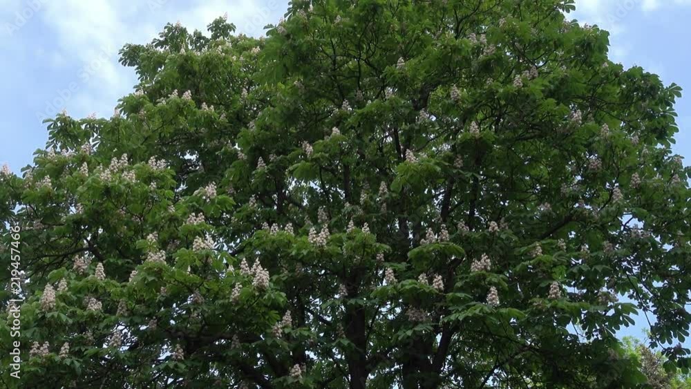 A large old chestnut tree with flowers in spring, zoom out A large old chestnut tree with flowers in spring, zoom out