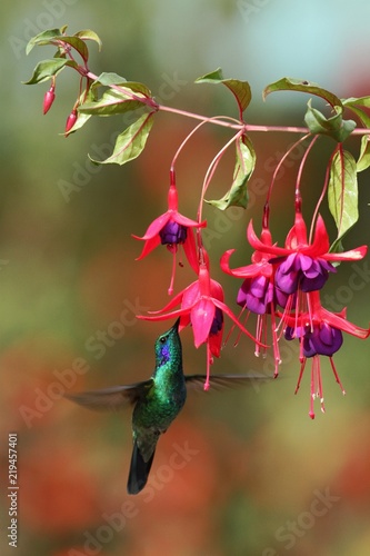 Green violetear, Colibri thalassinus, hovering next to red flower in garden, bird from mountain tropical forest, Savegre, Costa Rica, natural habitat, beautiful hummingbird, colourful background