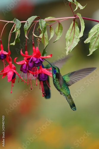 Green violetear  Colibri thalassinus  hovering next to red flower in garden  bird from mountain tropical forest  Mexico  natural habitat  beautiful hummingbird  colourful background