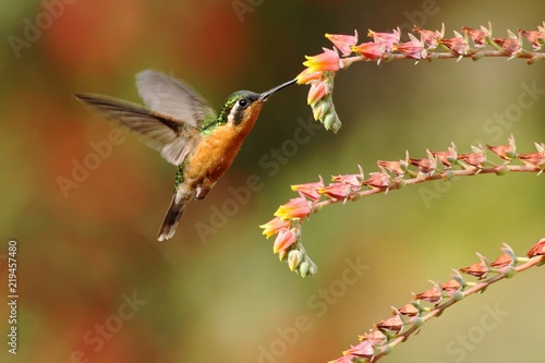 White-throated Mountaingem - Lampornis castaneoventris  hovering next to red flower in garden, bird from mountain tropical forest, Savegre, Costa Rica, natural habitat, beautiful hummingbird, colourfu photo