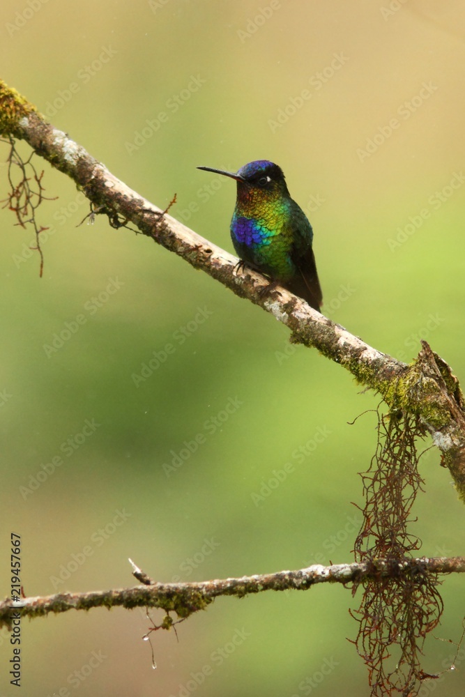 Fiery-throated Hummingbird - Panterpe insignis sitting on branch, bird from mountain tropical forest, Costa Rica, bird perching on branch, tiny beautiful hummingbird in natural environment 