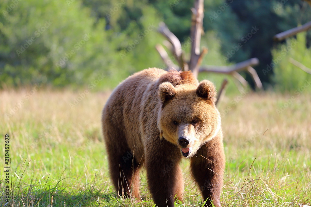 Fototapeta premium Dans la peau de l'Ours!