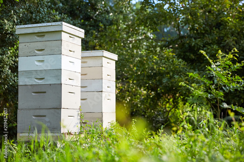 Honey Bee Boxes - Horizontal Background