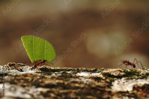 Leaf-cutter Ants - Atta cephalotes carrying green leaves in tropical rain forest, Costa Rica, brown background © Ji