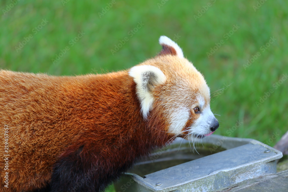 Obraz premium Boisson pour Panda