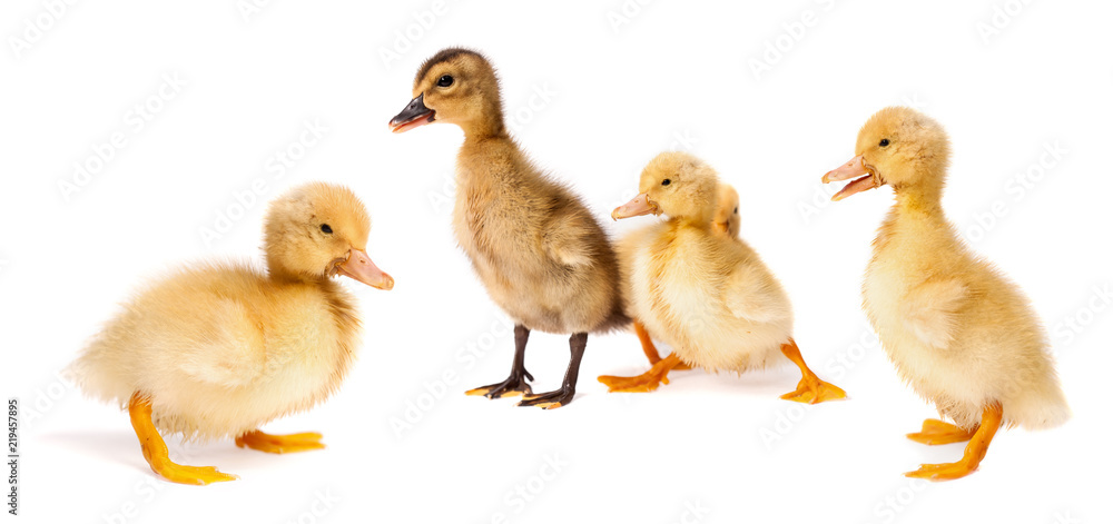 Ducklings standing on white surface Ducklings standing on white surface