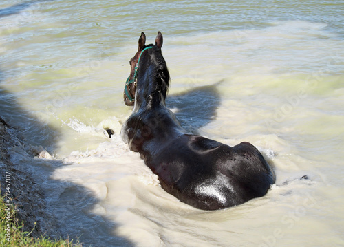 The dark bay horse of roadster breed takes SPA baths in the lake