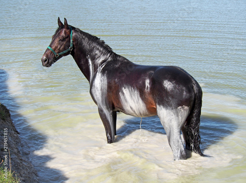 The dark bay horse  takes SPA baths in the lake