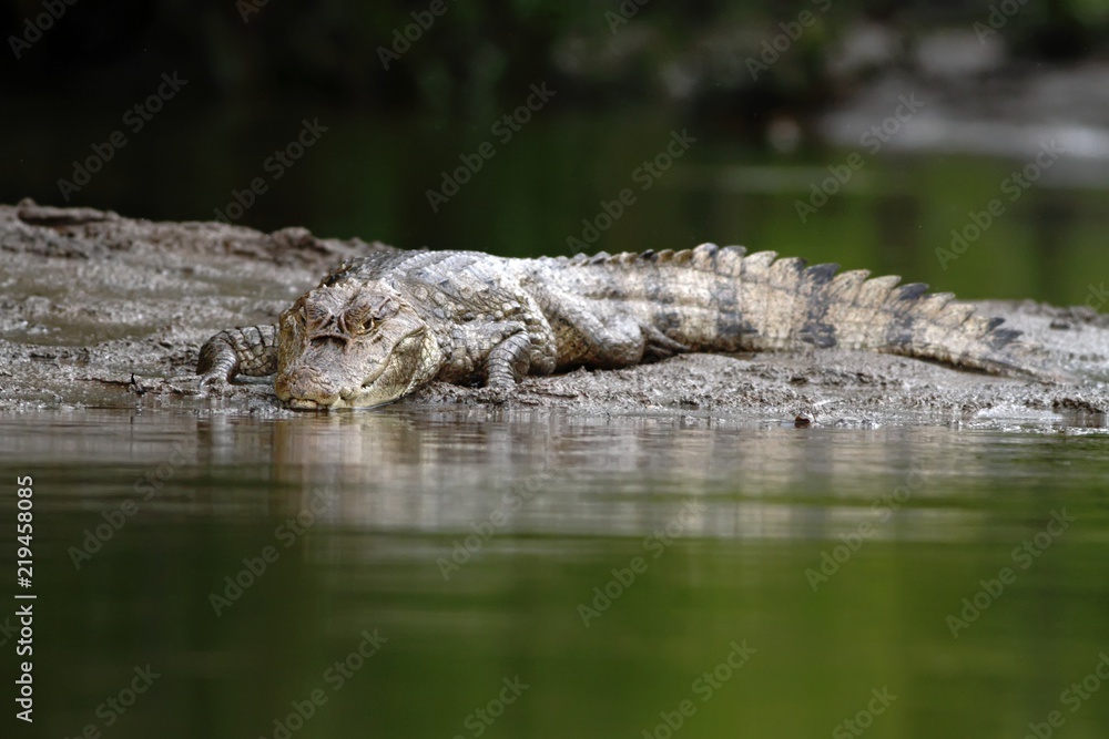Spectacled Caiman - Caiman crocodilus lying on river bank in Cano Negro, Costa Rica, big reptile in awamp, close-up crocodille portrait, dangerous hunter resting on shore Spectacled Caiman - Caiman crocodilus lying on river bank in Cano Negro, Costa Rica, big reptile in awamp, close-up crocodille portrait, dangerous hunter resting on shore