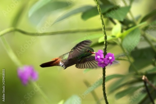 Rufous-tailed Hummingbird hovering next to violet flower in garden, bird from mountain tropical forest, Costa Rica, natural habitat, beautiful hummingbird, wildlife, nature, flying gem, clear backgrou