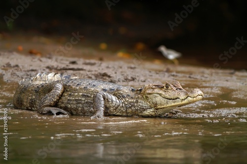 Spectacled Caiman - Caiman crocodilus lying on river bank in Cano Negro, Costa Rica, big reptile in awamp, close-up crocodille portrait, dangerous hunter resting on shore