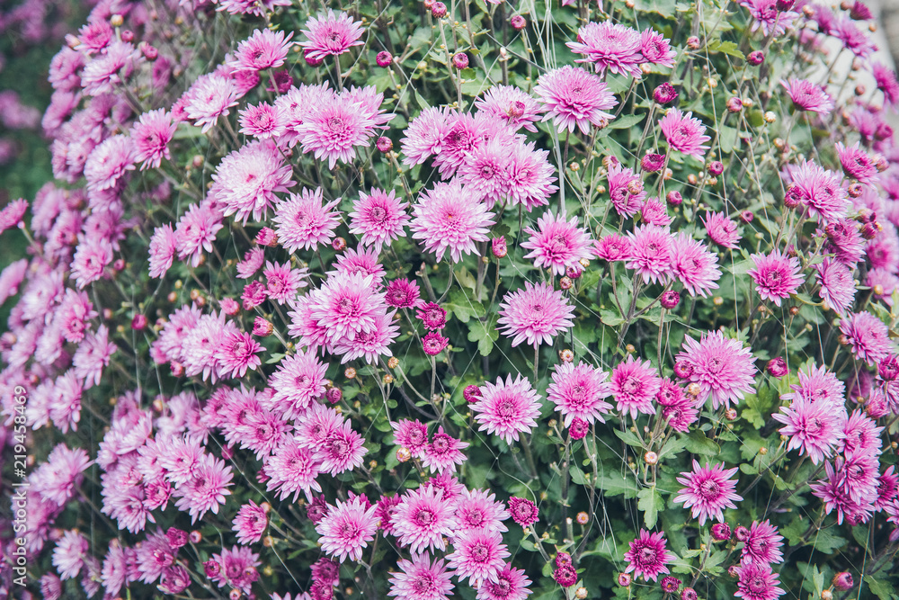 Beautiful Pink or Purple chrysanthemum flower blooming in garden. 
