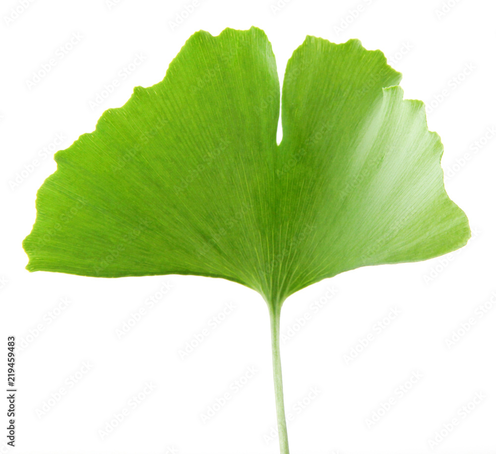 Fototapeta premium Ginkgo Biloba Leaf Isolated On White Background.