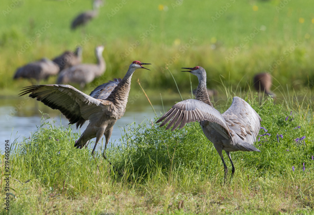 Fototapeta premium Sandhill Crane Pair Dancing Ritual