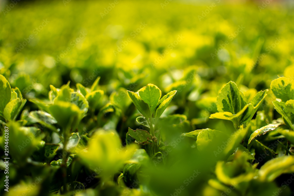 Green leaf texture. Leaf texture background Green leaf texture. Leaf texture background