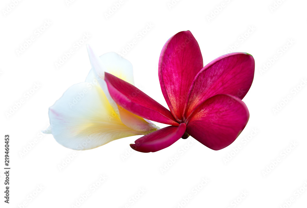 Fototapeta premium Delicate, yellow flowers Plumeria. Isolated.