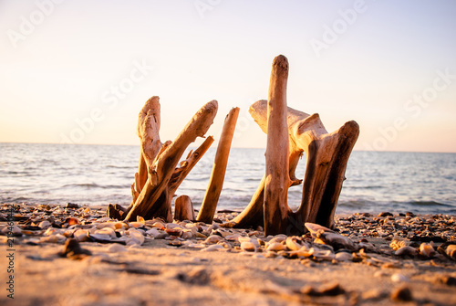 Driftwood on the sand sea coast with shells on an early morning