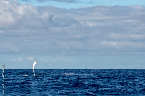 Humpback whale fin in Moorea French Polynesia