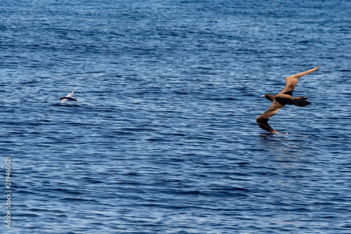 Brown booby Gannet chasing a flying fish in pacific ocean