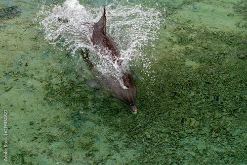 dolphin near the shore in french polynesia