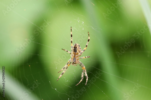 Spider in Spiderweb © Priscilla