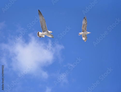 Two seagulls fly against the blue sky
