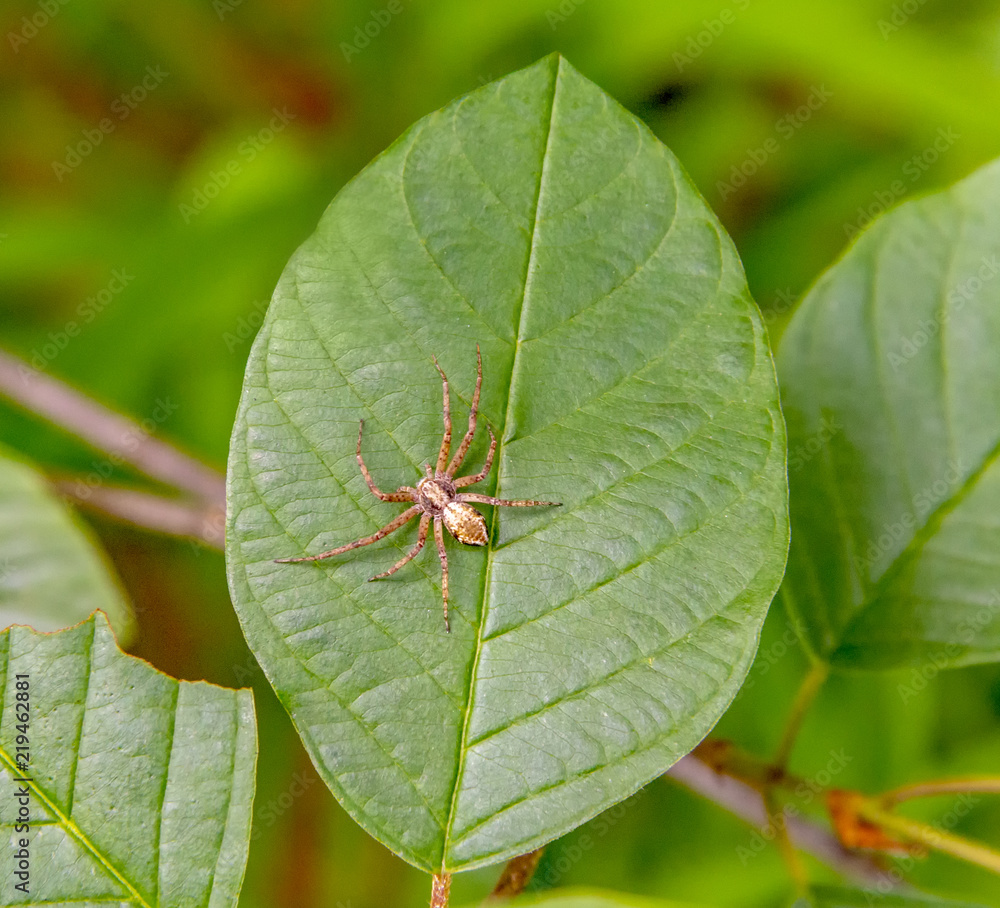 running crab spider on green leaf running crab spider on green leaf