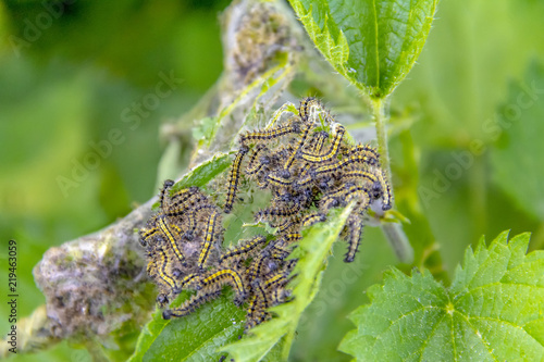 Small tortoiseshell caterpillars