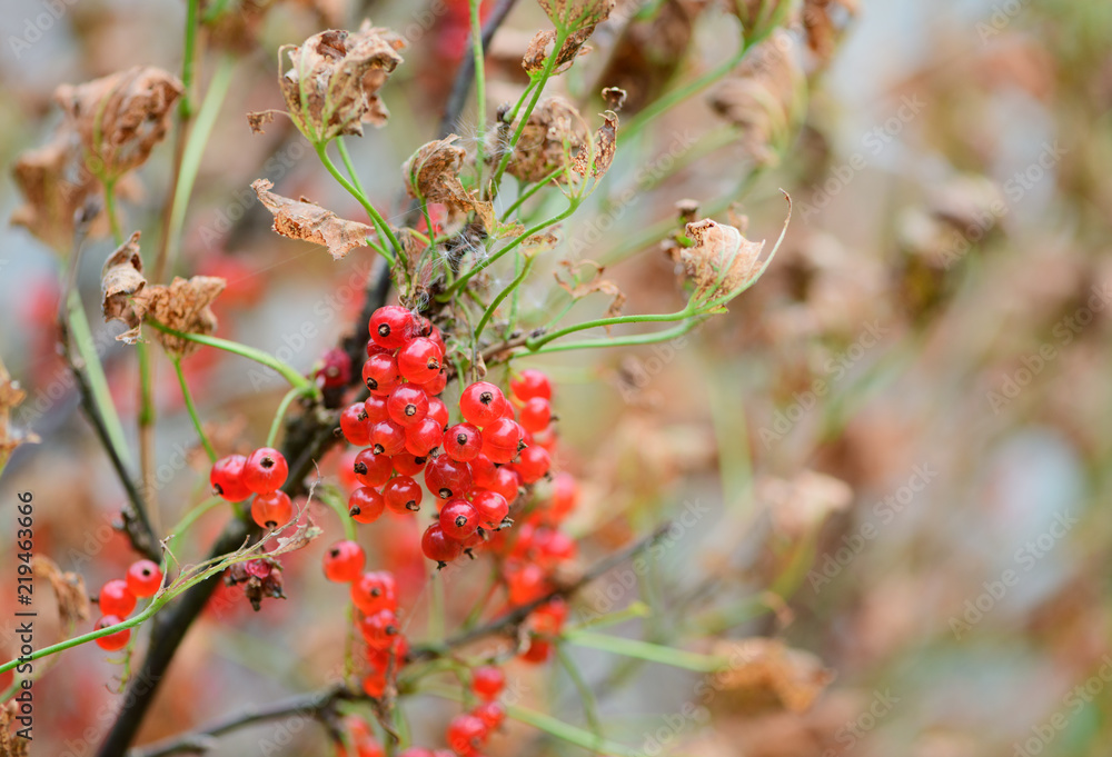 The ripe berries (Ribes rubrum) of red currant are on a bush with faded leaves on blurred background. It is concept of a onset of autumn. The cultural plant is struck by an agricultural parasite. The ripe berries (Ribes rubrum) of red currant are on a bush with faded leaves on blurred background. It is concept of a onset of autumn. The cultural plant is struck by an agricultural parasite.