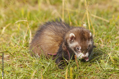 Dark sable ferret on summer meadow enjoying their game