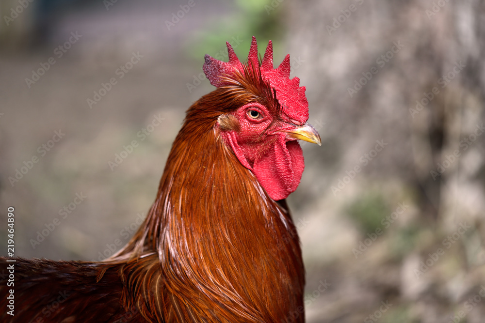 Portrait of adult rooster, he showing his larger comb