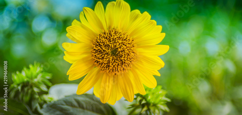 Fototapeta Naklejka Na Ścianę i Meble -  Sonnenblume vor Grün, mit Textraum