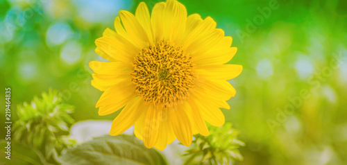 Fototapeta Naklejka Na Ścianę i Meble -  Sonnenblume vor Grün, mit Textraum